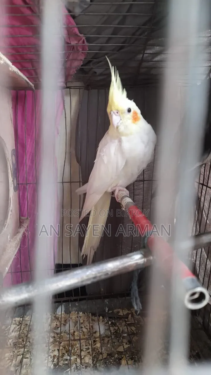 Cockatiel 1 Pair