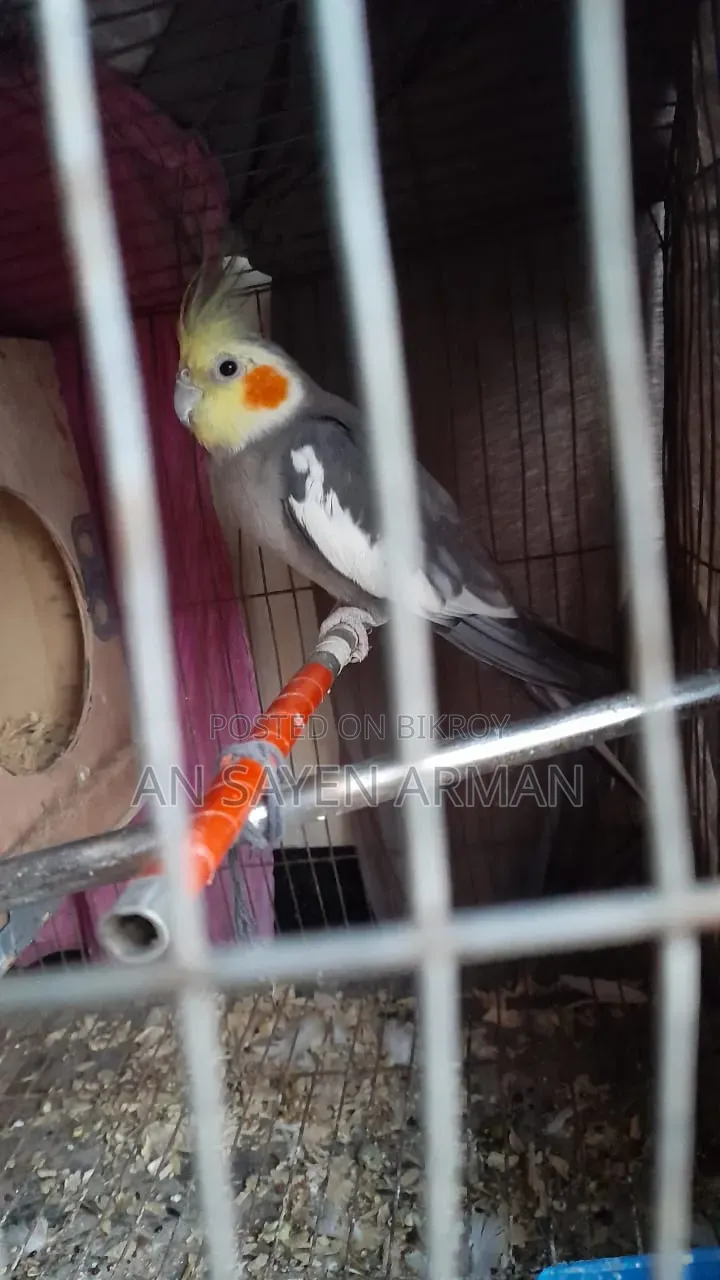 Cockatiel 1 Pair