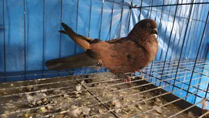 চিলা রানিং জোড়া ডিম সহ