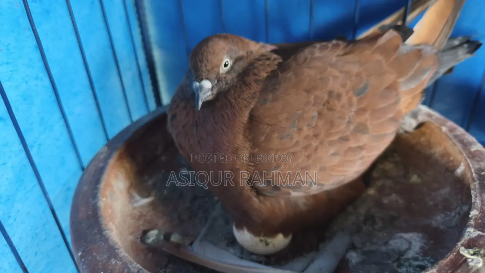 চিলা রানিং জোড়া ডিম সহ