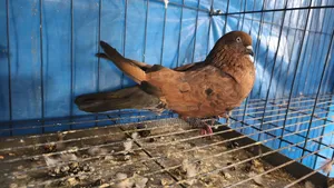চিলা রানিং জোড়া ডিম সহ