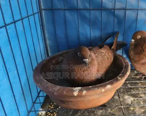 চিলা রানিং জোড়া ডিম সহ