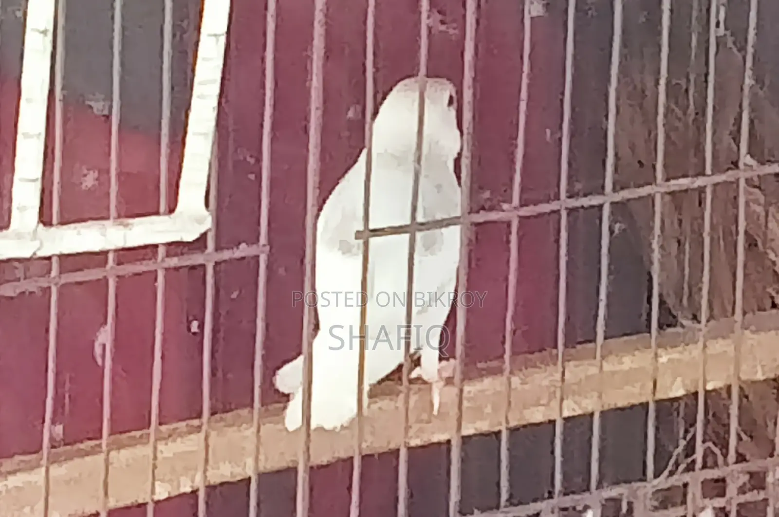 A male Java sparrow for sale.