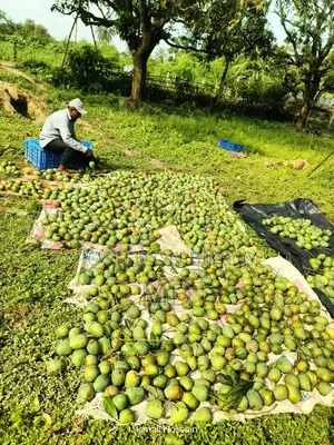 হিমসাগর আম