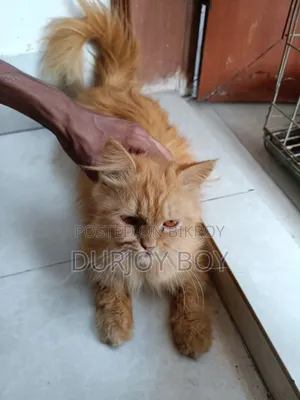 6-12 Months Female Purebred Persian