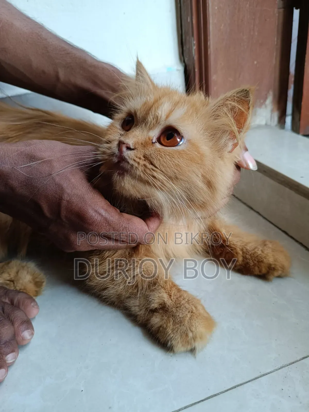 6-12 Months Female Purebred Persian