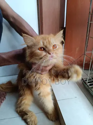 6-12 Months Female Purebred Persian