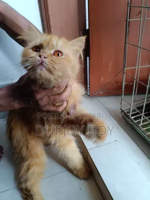 6-12 Months Female Purebred Persian