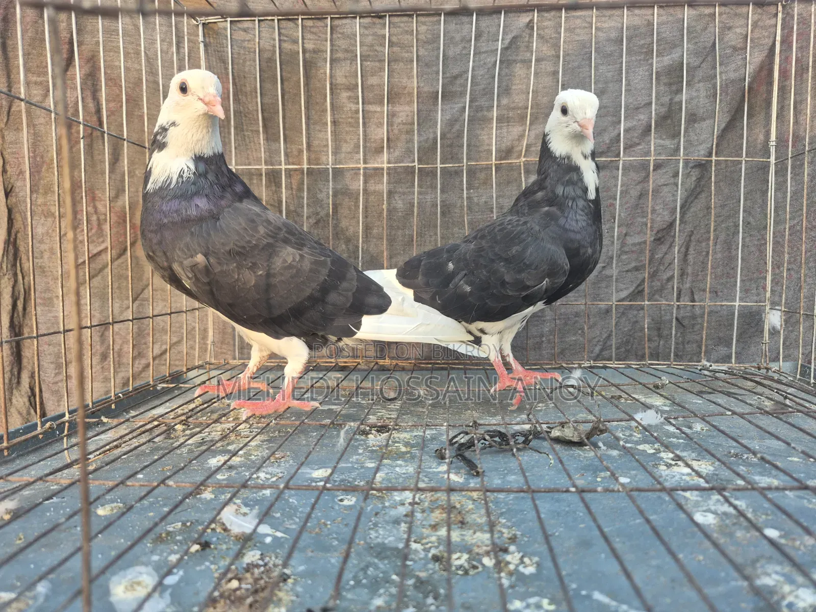 Pigeon, Kobutor