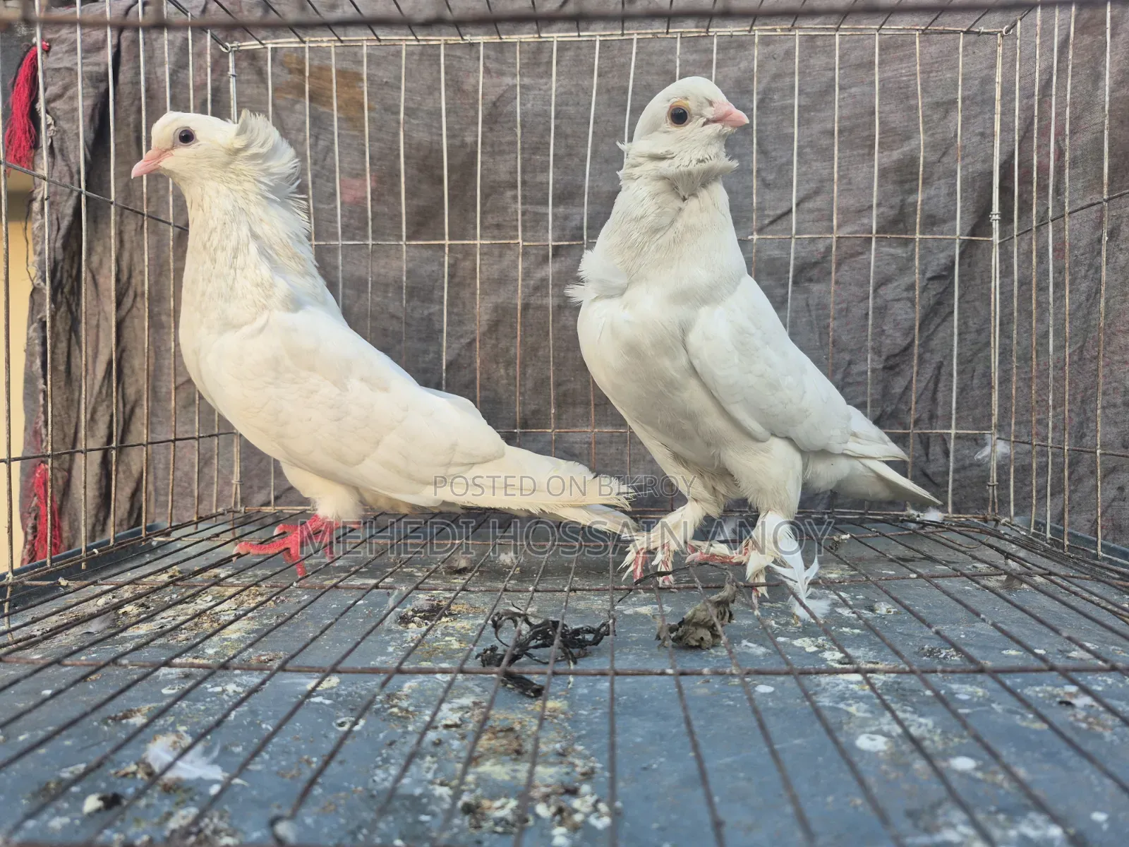 Pigeon, Kobutor