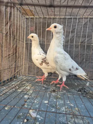 Pigeon, Kobutor