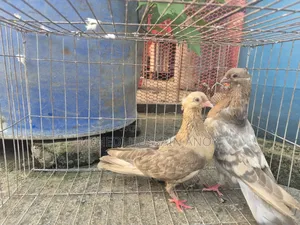 Pigeon, Kobutor