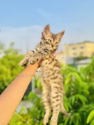 1-3 Months Female Purebred Persian