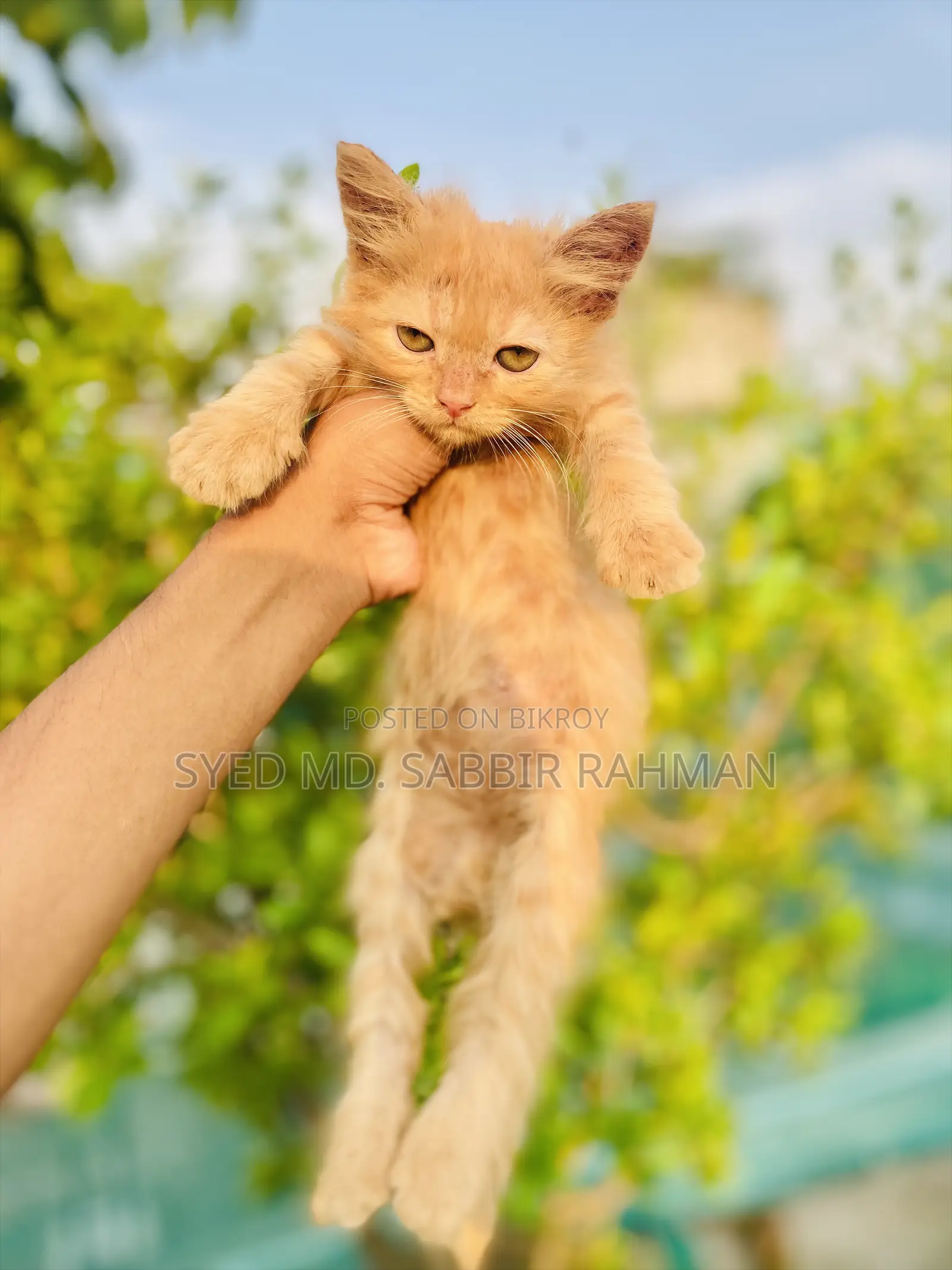 1-3 Months Female Purebred Persian