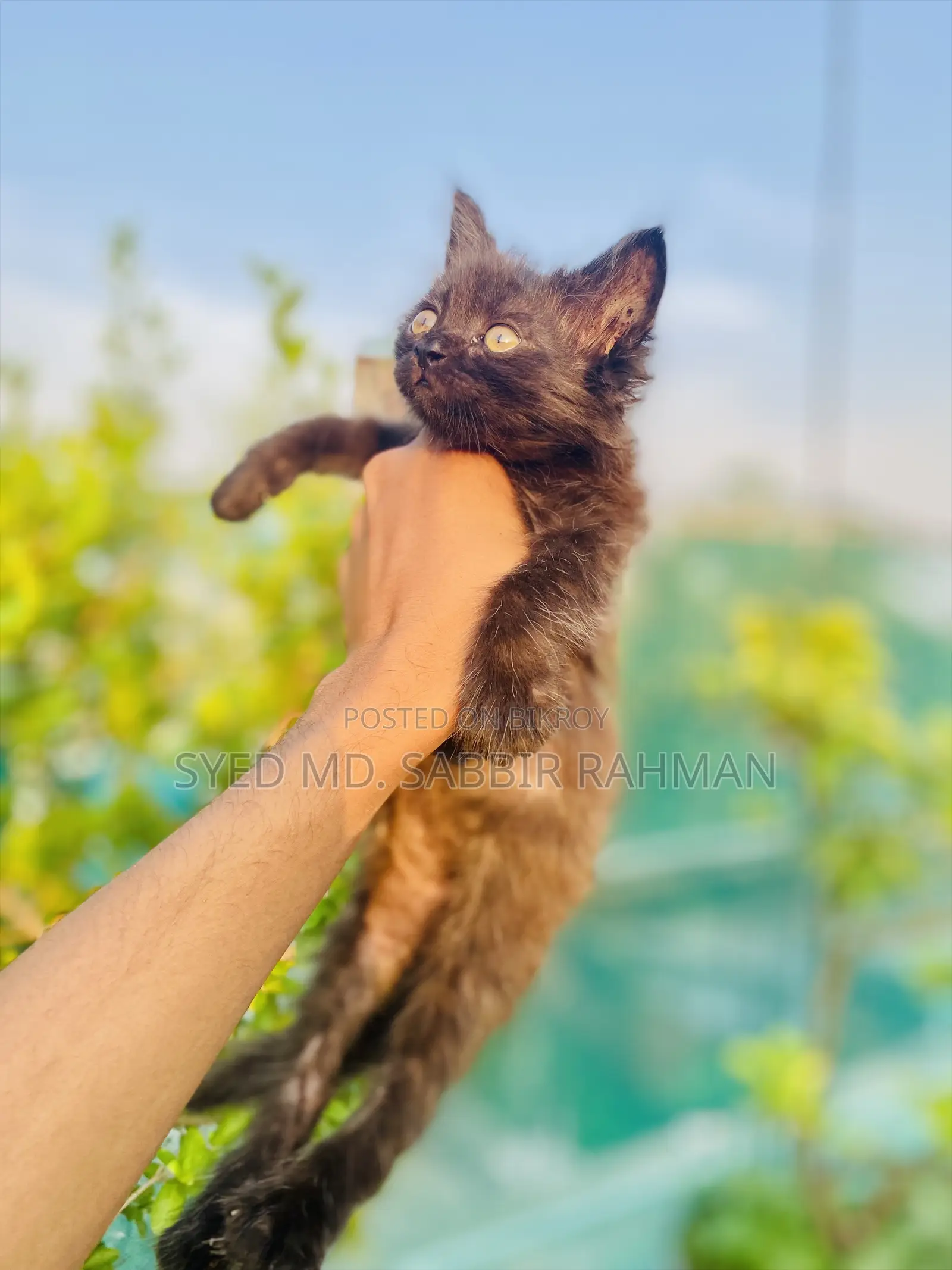 1-3 Months Female Purebred Persian