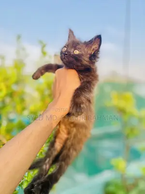 1-3 Months Female Purebred Persian