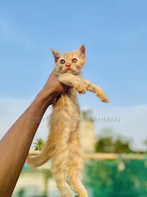 1-3 Months Female Purebred Persian