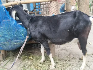 Goat for Sale