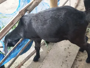 ছাগল বিক্রি