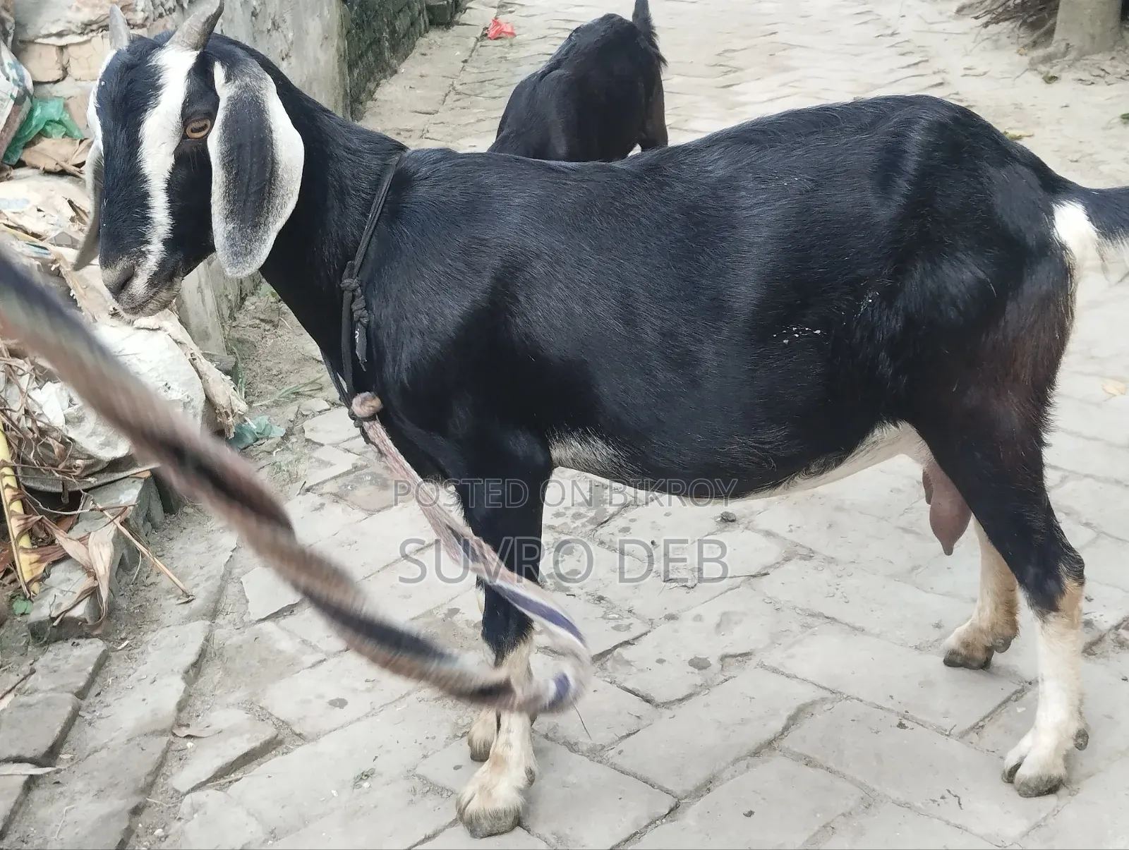 ছাগল বিক্রি