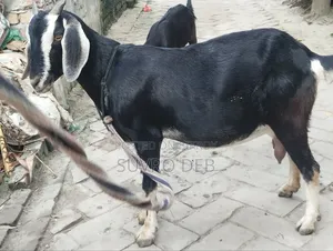 ছাগল বিক্রি