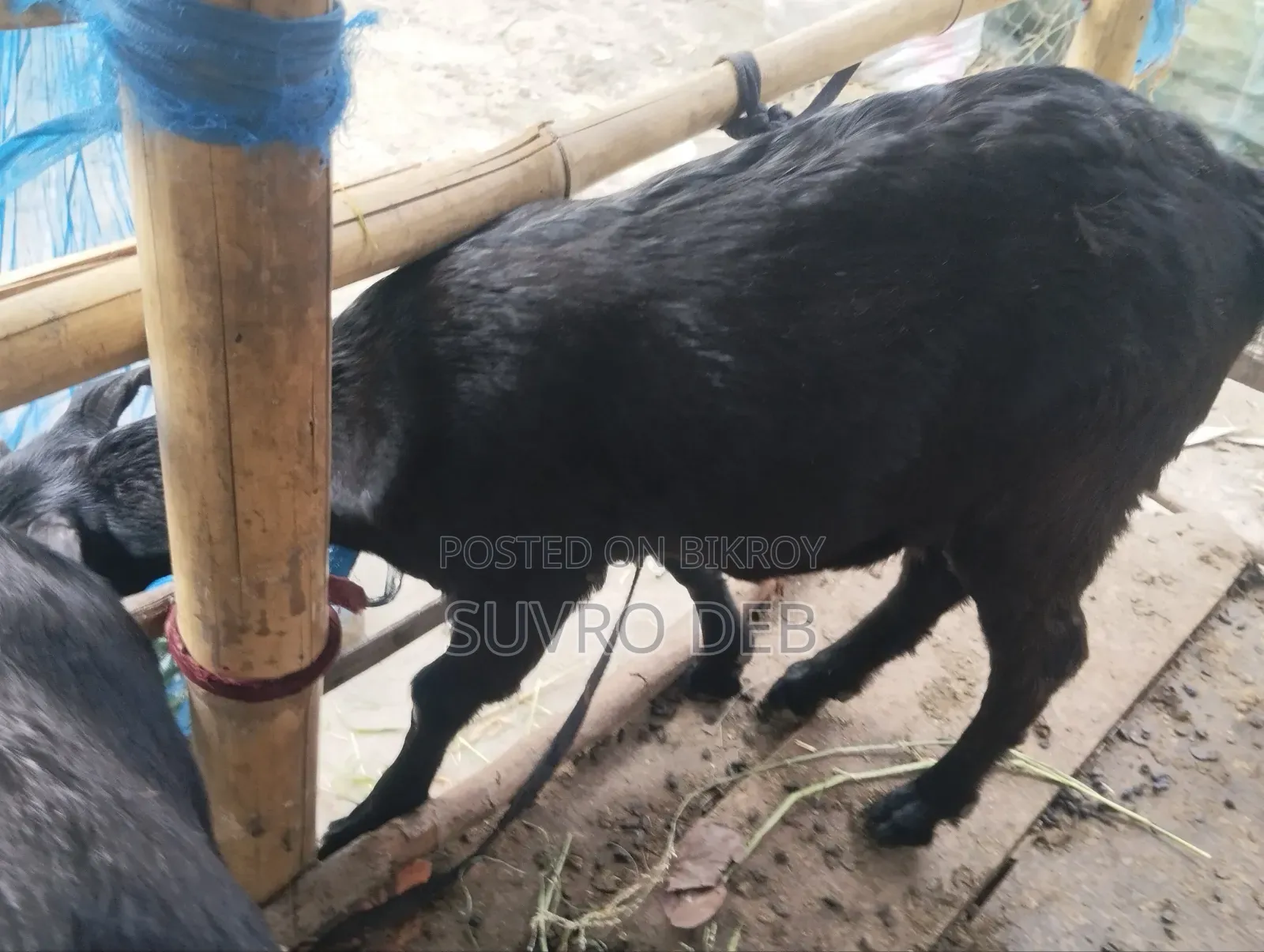 ছাগল বিক্রি