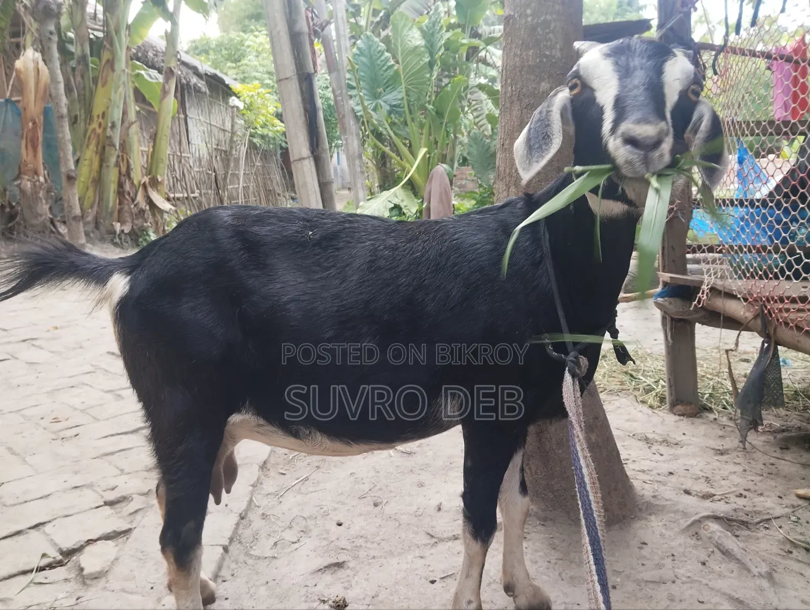 ছাগল বিক্রি