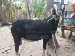 ছাগল বিক্রি
