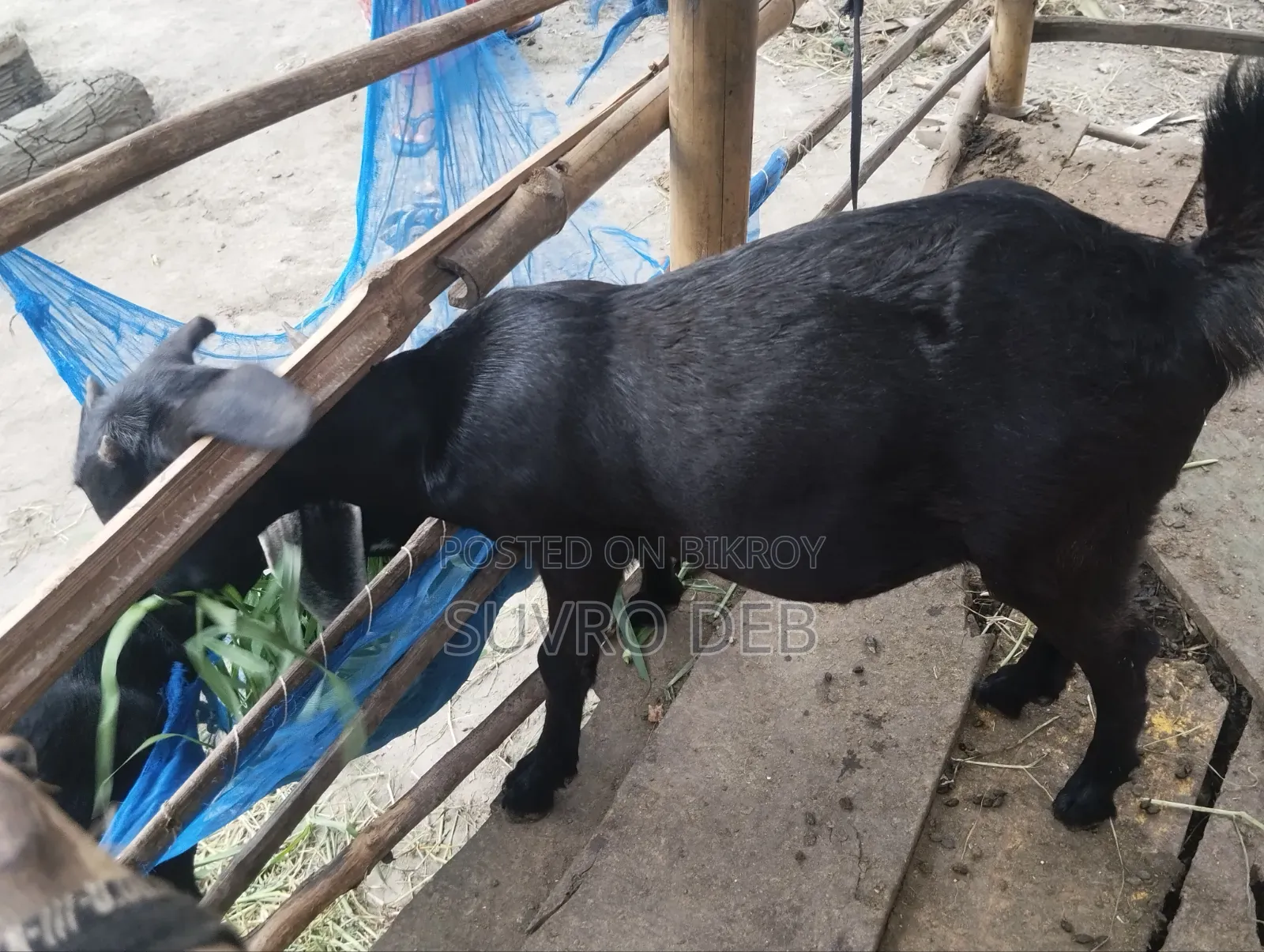 ছাগল বিক্রি