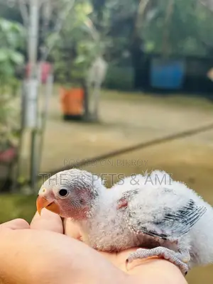 Love Bird (White Head Blue Opaline)