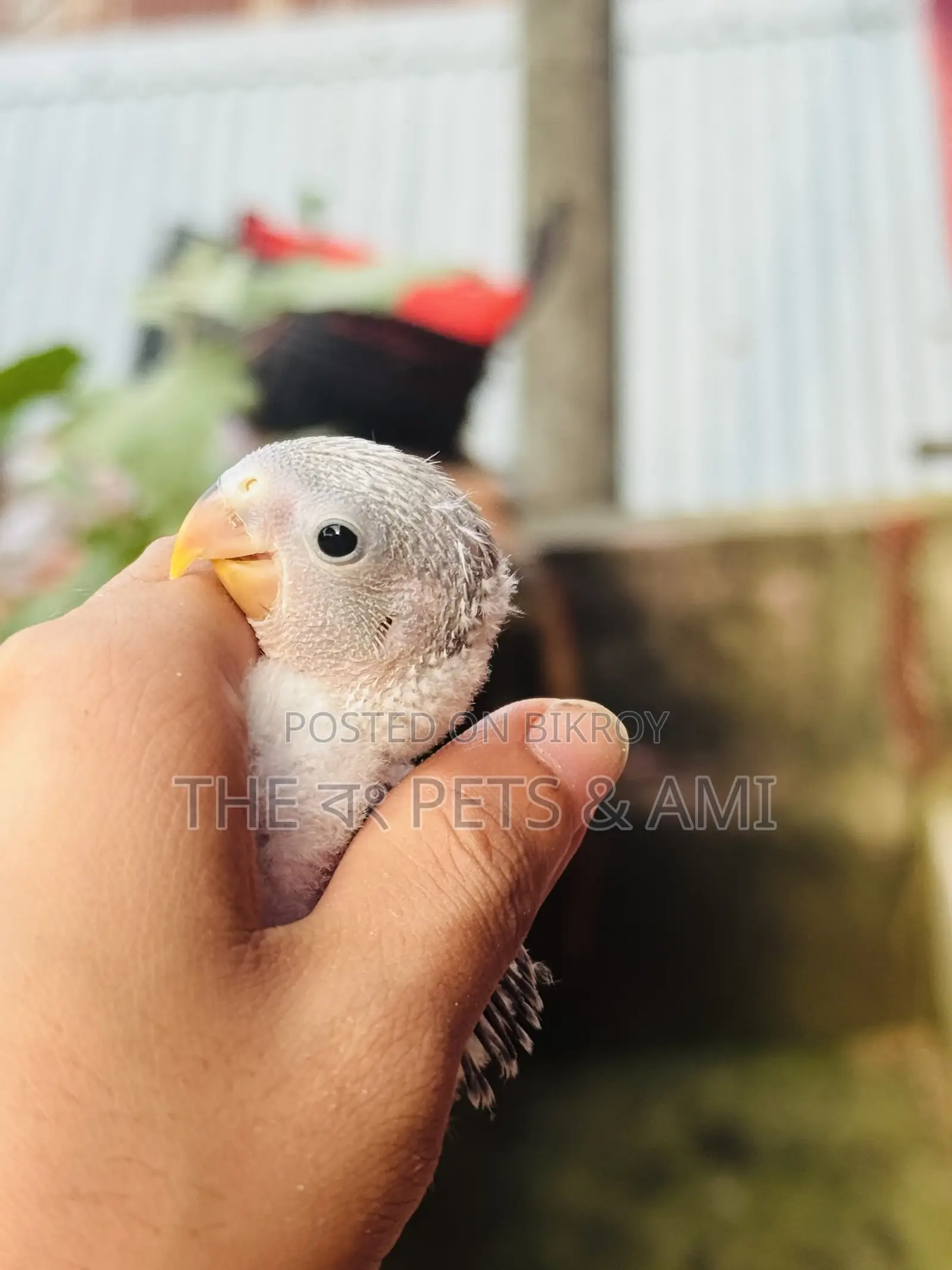 Love Bird (White Head Blue Opaline)