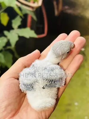 Love Bird (White Head Blue Opaline)