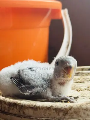 Love Bird (White Head Blue Opaline)