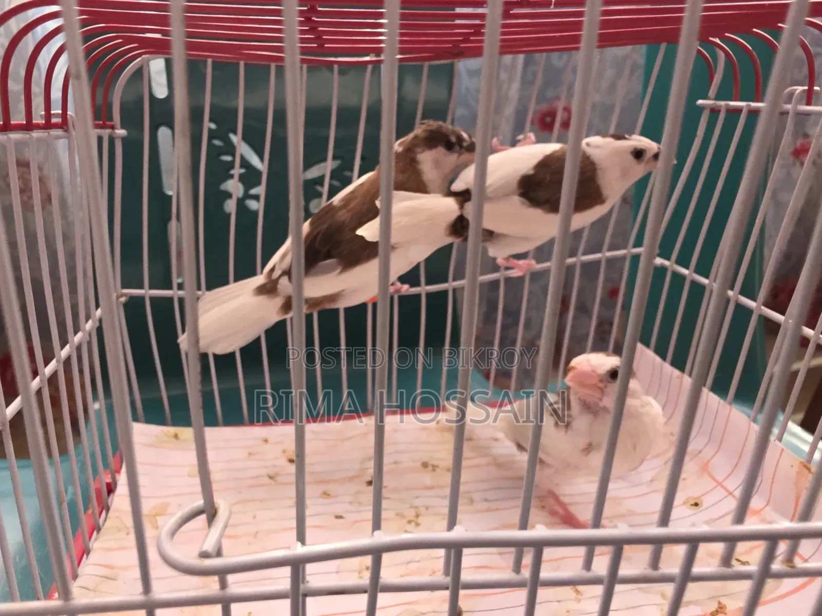 Bengali Finch with Chick
