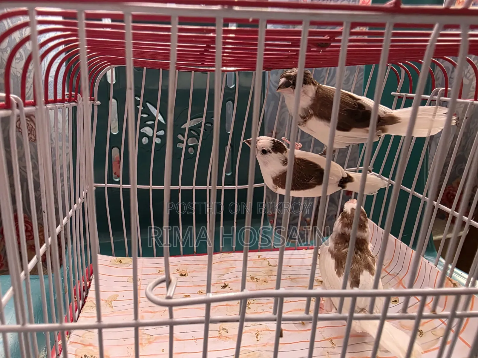 Bengali Finch with Chick