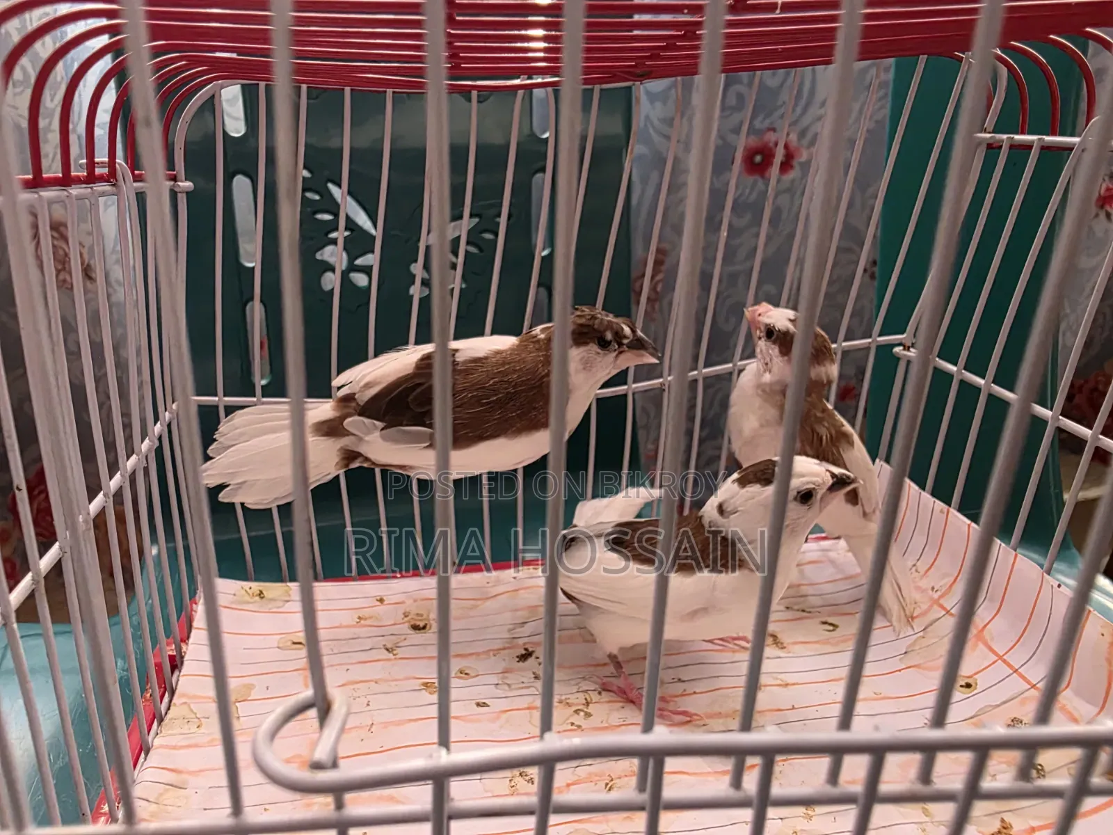 Bengali Finch with Chick