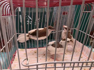 Bengali Finch with Chick
