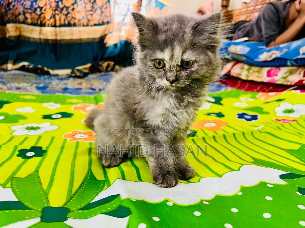 1-3 Months Female Purebred Persian