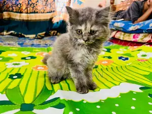 1-3 Months Female Purebred Persian