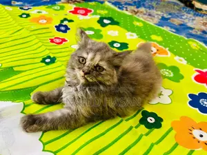 1-3 Months Female Purebred Persian