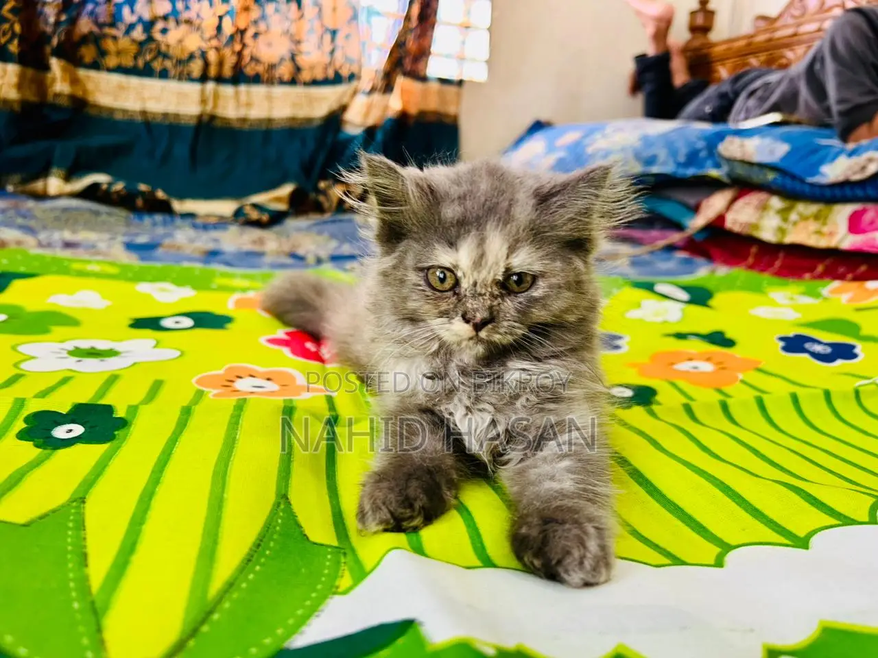 1-3 Months Female Purebred Persian