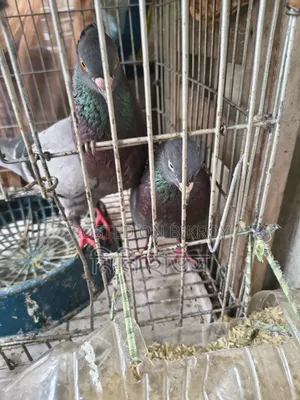 1 Pair of Running Pigeons