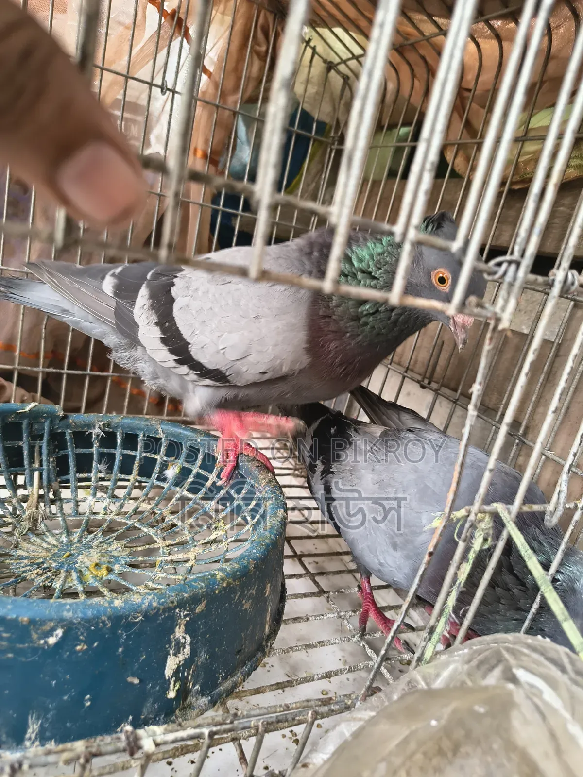 1 Pair of Running Pigeons