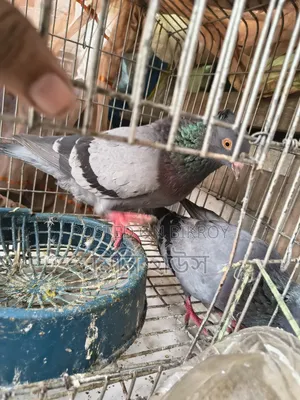 1 Pair of Running Pigeons