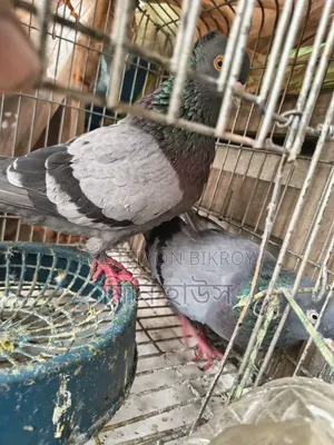 1 Pair of Running Pigeons