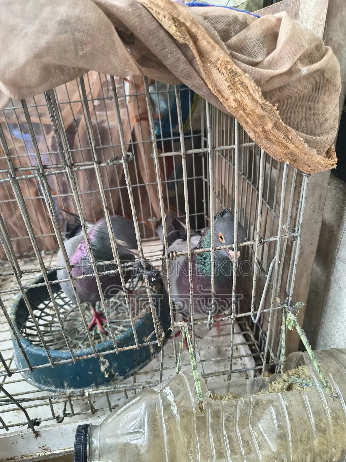 1 Pair of Running Pigeons