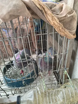 1 Pair of Running Pigeons