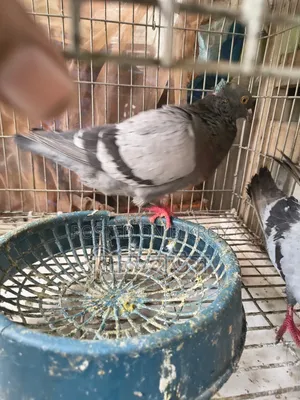 1 Pair of Running Pigeons
