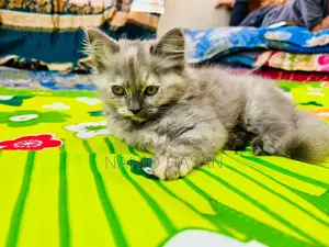1-3 Months Female Purebred Persian