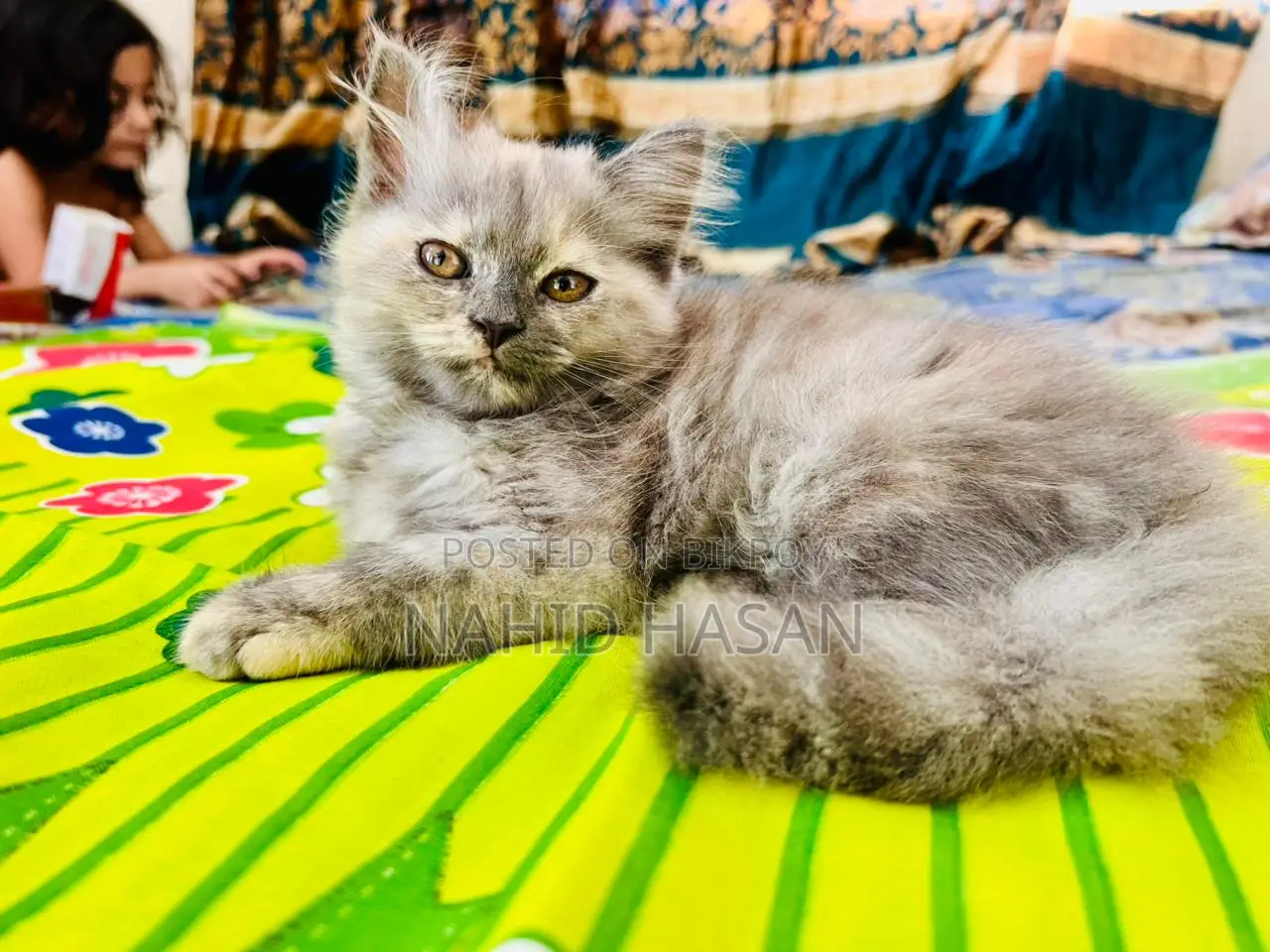 1-3 Months Female Purebred Persian